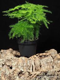 Image result for Asparagus setaceus