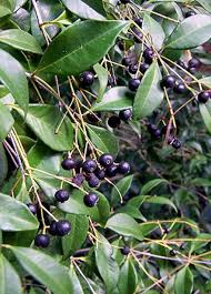 Image result for Tricalysia pallens