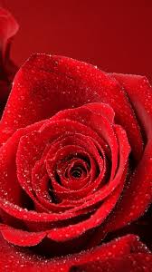 So verkleinern sie fotos am iphone ab ios 7. Rote Rose Iphone Live Hintergrund Download Auf Der Phoneky Ios App