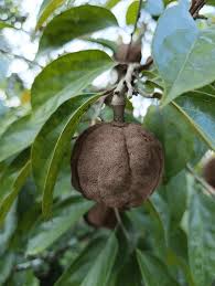 Image result for Achariaceae