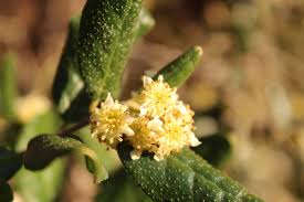 Image result for Monimiaceae