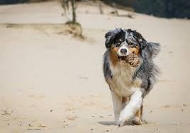We did not find results for: A Complete Guide To The Border Collie Australian Shepherd Mix All Things Dogs All Things Dogs