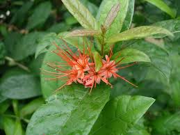 Image result for Combretum sp. A