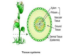 Maybe you would like to learn more about one of these? Plant Tissues Communeacademia