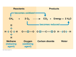 Cellular respiration is the process by which cells convert nutrients into the energy that is used to it is important to know that the equation listed above is a summary equation. The Summary Equation Of Cellular Respiration The Difference Between Fermentation And Cellular Respiration The Role Of Glycolysis In Oxidizing Ppt Download
