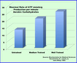 Aerobic and anaerobic metabolism do not happen separately, but rather they overlap and work together to allow you to accomplish your exercise goals. Lactate Testing For Triathlon Training Why Does Every Athlete Want A Strong Aerobic System