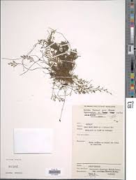 Image result for Asplenium theciferum