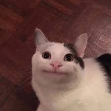 Twenty Five Iconic Cat Memes And Pics Of The 2010s Cat Memes Cats Funny Cats