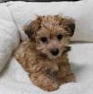 Yorkie Puppies for Sale in Virginia - DogsNow