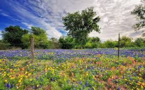 Check spelling or type a new query. Free Download Field Landscape Beautiful Flower Field Landscape And Backgrounds 1600x1000 For Your Desktop Mobile Tablet Explore 46 Free Texas Screensavers And Wallpaper Texas Rangers Wallpapers And Screensavers Texas
