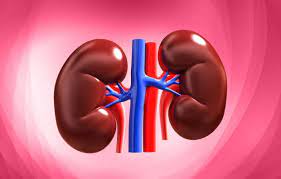 Check spelling or type a new query. Adult Kidneys Constantly Grow Remodel Themselves Study Finds News Center Stanford Medicine