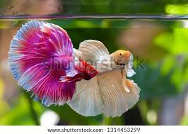 One of our gorgeous halfmoon bettas! Shutterstock Puzzlepix