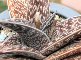 Image result for Selago dinteri