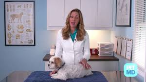 Mix a cleaning solution of 1 part bleach and 10 parts water. Ringworm In Dogs Causes Symptoms Treatment Petmd