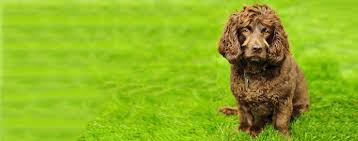 Look at pictures of boykin spaniel puppies in houston who need a home. Boykin Spaniel Dog Breed Facts And Information Wag Dog Walking