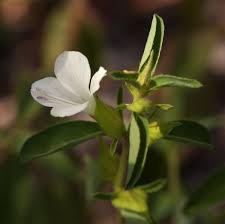 Image result for Barleria lugardii