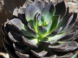 Adorably beautiful this echeveria 'black prince' is a good addition to your collection. Echeveria Black Prince