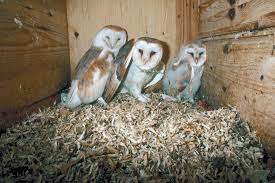 If pest birds are a big problem, it is often diy bird control is possible, but it is critical that the bird be positively identified; Barn Owls For Pest Control Ecofarming Daily
