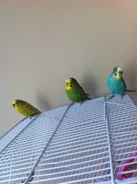 The male has a higher forehead than the female, and the eyes appear to be farther down from the top of the head. Parakeets Cute Male Female Green Yellow Budgie Budgerigar Cage Pet Bird Pikist