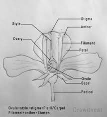 Ten Things You Should Know Before Embarking On Structure Of Flamboyant And Their Label Structure Of Flamboyant A Flower Drawing Flower Structure Draw Diagram