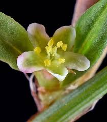 Image result for Polygonum aviculare