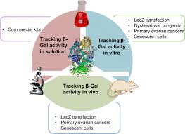 Luminescent Imaging Of Β-Galactosidase Activity In Living Subjects Using  Sequential Reporter-Enzyme Luminescence | Nature Methods