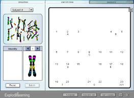 Pdf ms word google doc. Http Plaza Ufl Edu Brownjc Human 20karyotyping 20worksheet Pdf