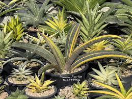 Image result for Sansevieria hallii