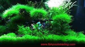 Pin By Fish Pools Trading Llc On Aquascaping Uae Aquascape Aquarium