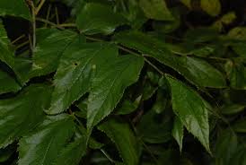 Image result for Steganotaenia