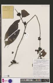 Image result for Aidia micrantha