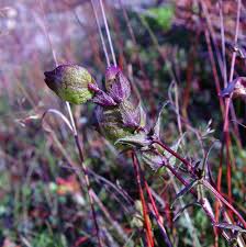 Image result for Rhinacanthus xerophilus