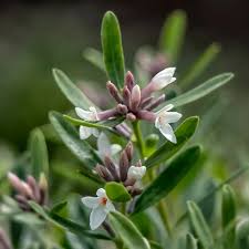 Image result for Synandrodaphne