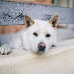 Jindo Dog Breed Profile | Petfinder