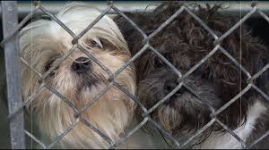 Carolina boxer rescue website is for people looking to adopt a boxer, foster a boxer or donate towards boxers. Adoption Lottery Planned After 22 Shih Tzu Dogs Rescued From Greensboro Home During Police Search Wfmynews2 Com