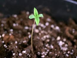 Image result for Grona stolzii