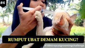 Peningkatan suhu tubuh di atas normal disebut hipertermia. Cara Mengobati Kucing Demam Guna Rumput Youtube
