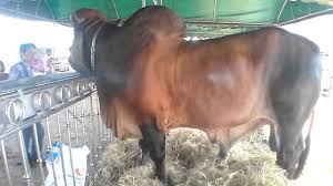 Jun 04, 2021 · ทว่า กรมปศุสัตว์ยังไม่ยอมรับความจริง แต่กลับแจ้งว่าเป็นโรคระบบทางเดินหายใจและระบบสืบพันธุ์ (prrs) ส่งผลกระทบทั้งระบบกว่าแสนล้านบาท เมื่อคน. à¹€à¸ˆ à¸²à¸£ à¸à¸© à¸­ à¸šà¸¥ à¸Š à¸§ à¸—à¸¢ à¸Ÿà¸²à¸£ à¸¡ Youtube