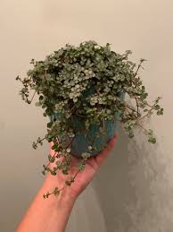 Image result for Cissus glaucophylla