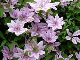 We did not find results for: Klimplanten De Tuinen Van Appeltern