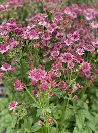 Image result for Astrantia major `Roma`