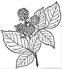 Raspberry coloring pages are a fun way for kids of all ages to develop creativity, focus, motor skills and color recognition. Raspberry 3 Coloring Page For Kids Free Raspberries Printable Coloring Pages Online For Kids Coloringpages101 Com Coloring Pages For Kids