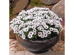 Image result for paprskovka obrázek