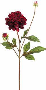 These dark burgundy dahlias are gorgeous greenhouse grown and they have a beautiful large flower. Silk Garden Dahlia In Burgundy 4 25 Bloom Diy Wedding Flowers Fall Wedding Flowers Tropical Wedding Flowers