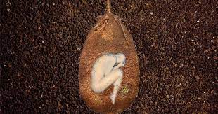 Organic burial pods may have changed my mind however, because there is pretty much nothing more awesome than becoming a tree that keeps living, going originating in italy, the capsula mundi project involves organic, biodegradable burial capsules that transform dead people into trees. Burial Pod Coffins That Grow More Trees Not Cut Them Down