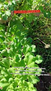 Image result for Holubia saccata