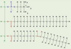 Polymers And Monomers