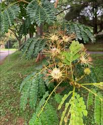 Image result for Albizia petersiana