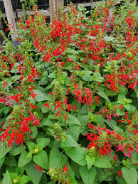 Image result for Salvia coccinea