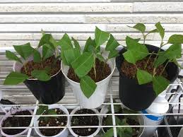 🍋マートルの挿し木昨日切り戻したレモ...「レモンマートル🍋」のアルバム-みんなの趣味の園芸699907